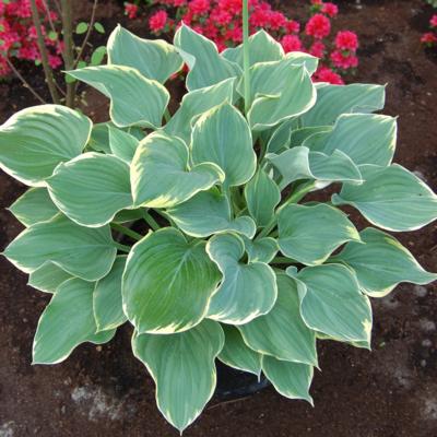 Hosta 'Sagae'